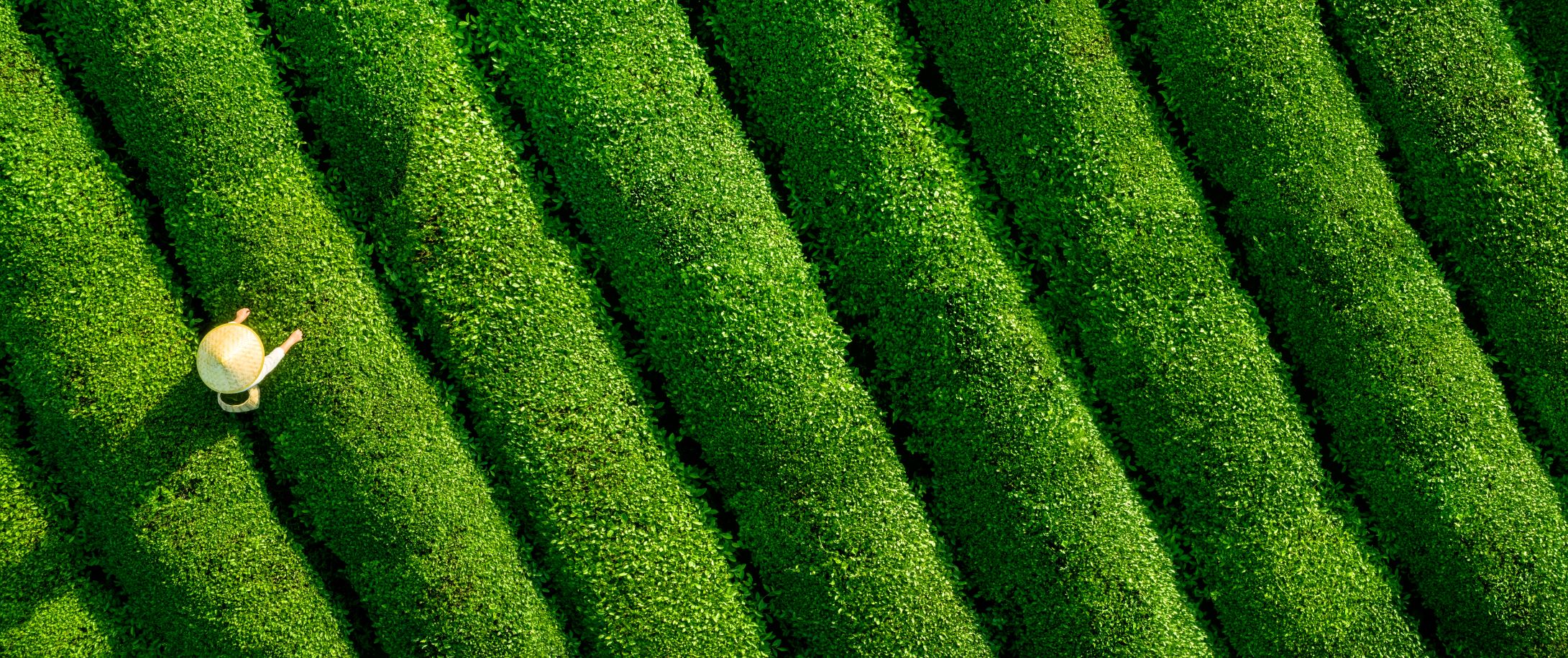cambridge-associates-goes-carbon-neutral-in-business-operations