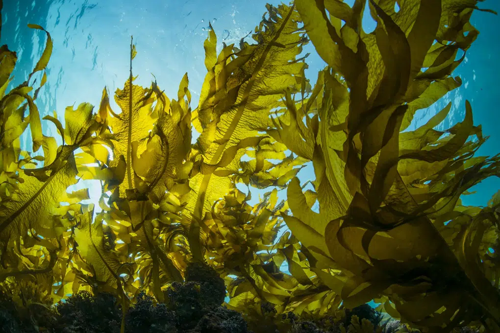 Water: Carbon Sinking Kelp Farms