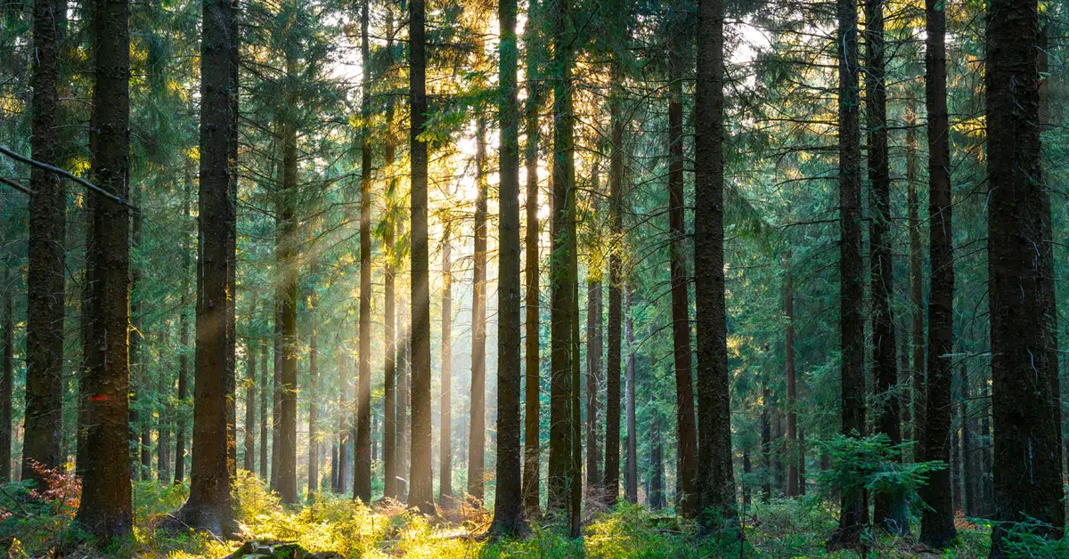 COP30 Asset Owners Summit: Summary & Recommendations