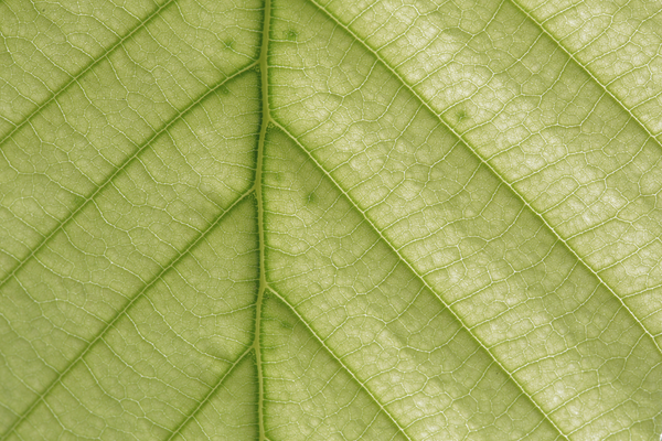 Green leaf closeup